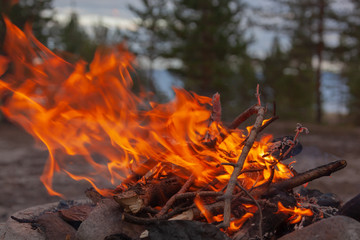 Campfire in camping among pines on the bank of the Gulf of Bothnia, active leisure in nature