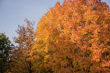 Autumn yellow leaves in nature abstraction.