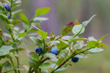 Wild blueberries in the forest. wild berries grow in a forest in a clearing. berry of Russian forests.