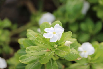 rose flower