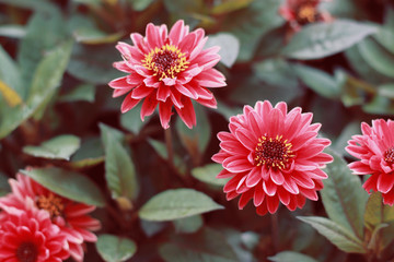 red martyrdoms flowers, autumn flowers