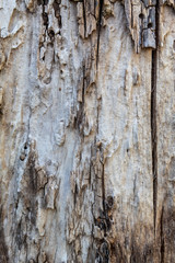 Old Weathered Cracked Brownish Wood Texture