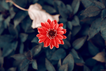 red martyrdoms flowers, autumn flowers