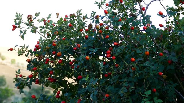 Rosehip tree with fruits on it,