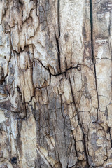 Obraz premium Old Weathered Cracked Brownish Wood Texture