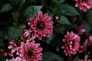 red martyrdoms flowers, autumn flowers