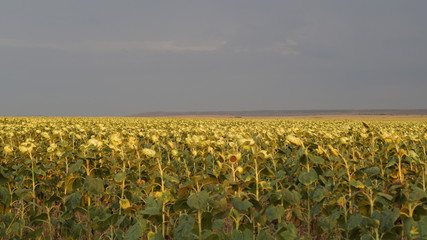 field of sunflowers against the darkening clouds of the evening sky