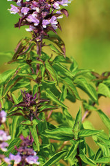 Flower of basil plant, in the garden