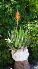 blooming large potted aloe on a Sunny day