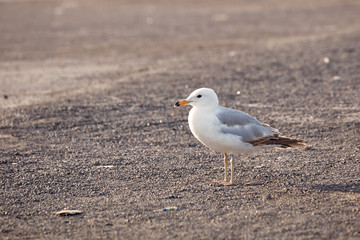 Beautiful seagull standing on the soil ground on a sunny summer afternoon
