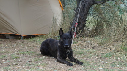 dog breed Dutch shepherd dog lying bound behind a tree near the cable car tent