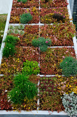 A garden design showing a sloping roof with Sedums, Herbs and Succulents