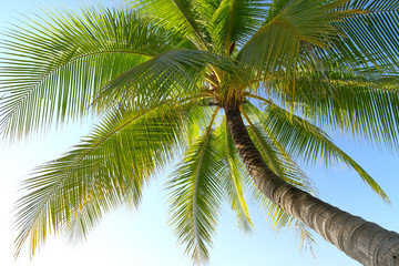 Fototapeta na wymiar Coconut tree and the blue sky