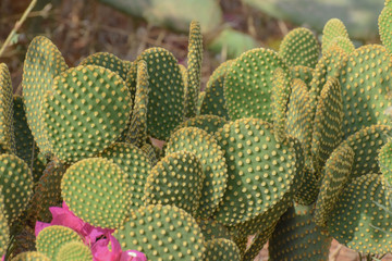 Beautiful green cactus, garden plant