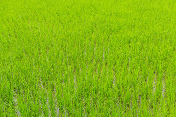 Close-up rice terrace field and drew drop in the morning