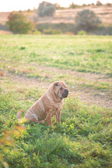 sharpei dog in nature in sunset