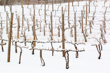 grape orchard in snow storm in southern maryland usa