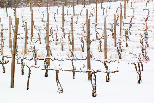 Grape Orchard In Snow Storm In Southern Maryland Usa