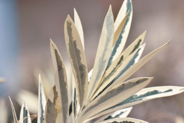 Oleandr leaf, background, close up 