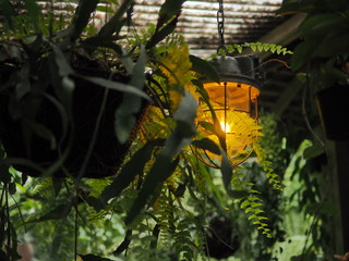 Ceiling light in the dark bush