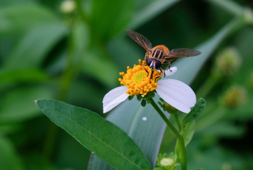 A close up of an insect that eats pollen