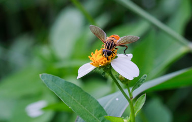 A close up of an insect that eats pollen