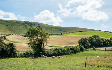 Fototapeta na wymiar South downs and the Long Man of Wilmington, Sussex, England. A summer rural view over the Sussex countryside with the ancient landmark hill figure.