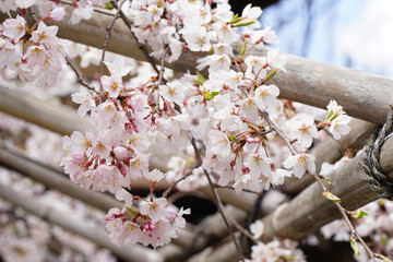 枝垂れ桜の花