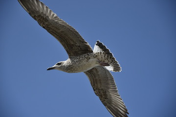 l'oiseau plane comme il veut