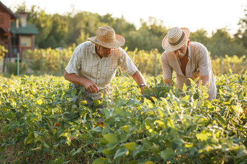 Two senior farmers works on they farmland.Examining crops. 