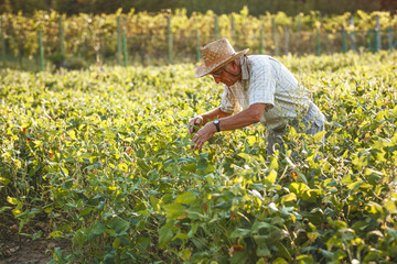 Senior farmer works on his farmland.Examining his crops. 