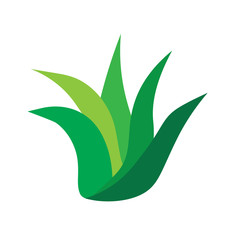 aloe vera plant icon- vector illustration