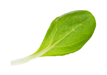 single leaf of corn salad (mache) cutout on white