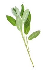 natural twig of sage herb cutout on white