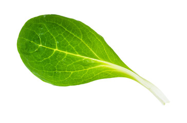 green leaf of corn salad (mache) cutout on white