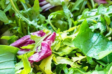 mesclun salad from arugula, radicchio greens