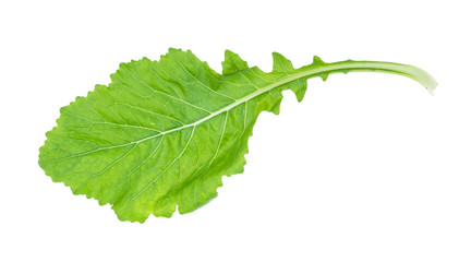 leaf of Kokabu japanese white salad turnip cutout