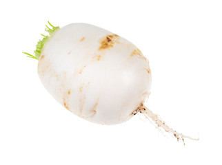 root of Kokabu japanese white salad turnip cutout