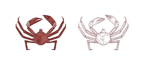 Sea crabs vector illustrations set. Colorful and monochrome hand drawn crustaceans on white background. Restaurant delicacy seafood. Northern kelp crab, aquatic creature with pincers design element.