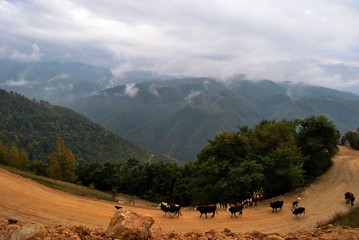 Carpathian mountains and a herd of cows