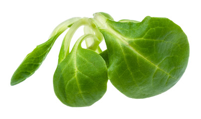 Fototapeta premium twig of fresh corn salad (mache) cutout on white