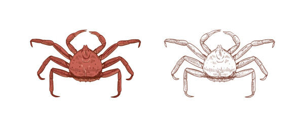 King crab vector illustrations set © Good Studio