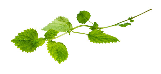 green twig of lemon balm plant cutout