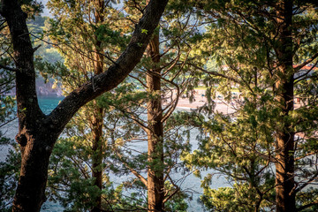 Fototapeta premium Blue sea with sun reflections trough the trees