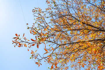 colorful horse chestnut tree on sunny autumn day