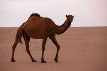 brown arabian camel in the desert