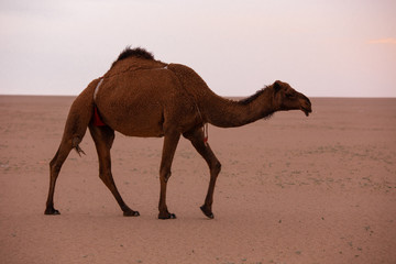 brown arabian camel in the desert