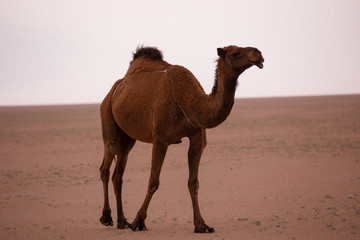 brown arabian camel in the desert