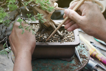 Making of bonsai trees, Sprinkle the soil and rake the soil to tighten the roots, Handmade...
