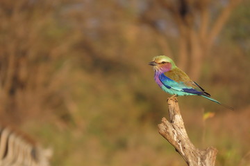 Vogel